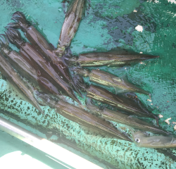 なかくに丸 釣果