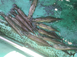 なかくに丸 釣果