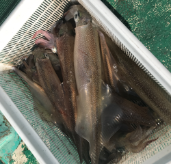 なかくに丸 釣果