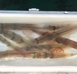 なかくに丸 釣果