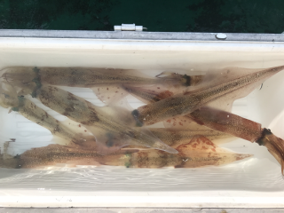 なかくに丸 釣果