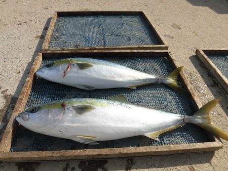 大進丸（愛知） 釣果