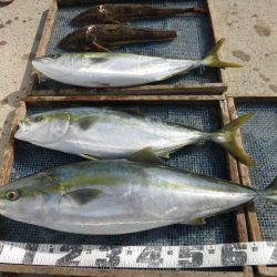 大進丸（愛知） 釣果