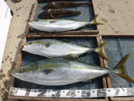 大進丸（愛知） 釣果