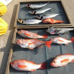 大進丸(愛知) 釣果