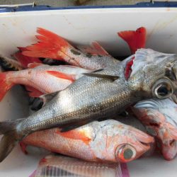 大進丸(愛知) 釣果