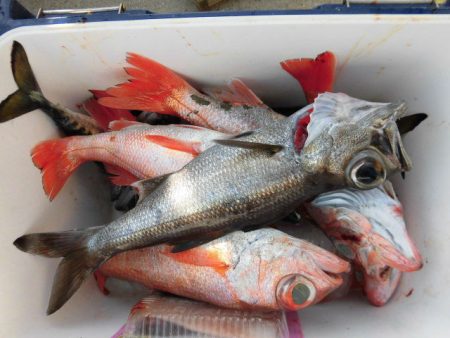 大進丸(愛知) 釣果