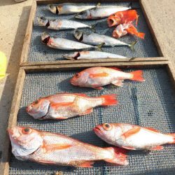 大進丸(愛知) 釣果