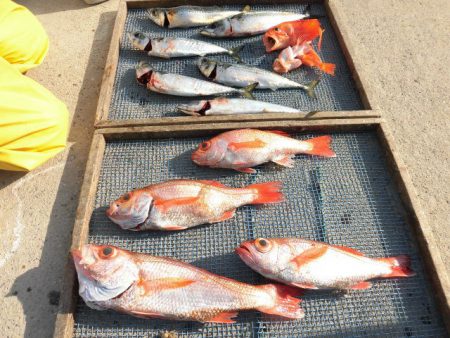 大進丸(愛知) 釣果