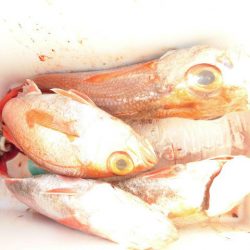 大進丸(愛知) 釣果