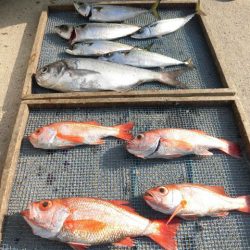 大進丸(愛知) 釣果