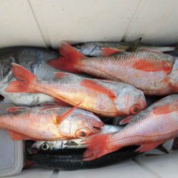 大進丸(愛知) 釣果