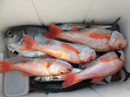 大進丸(愛知) 釣果