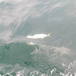 大進丸(愛知) 釣果