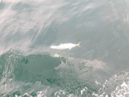 大進丸(愛知) 釣果