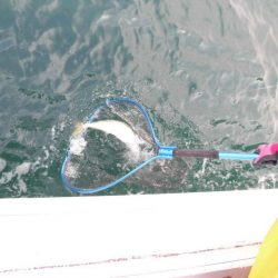 大進丸(愛知) 釣果