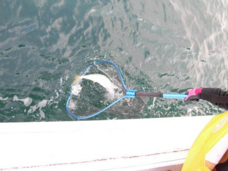 大進丸(愛知) 釣果