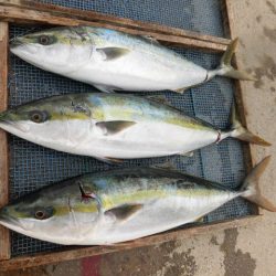 大進丸(愛知) 釣果