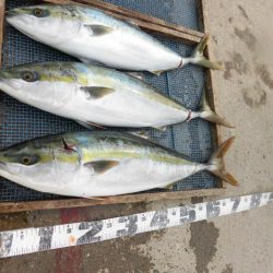 大進丸(愛知) 釣果