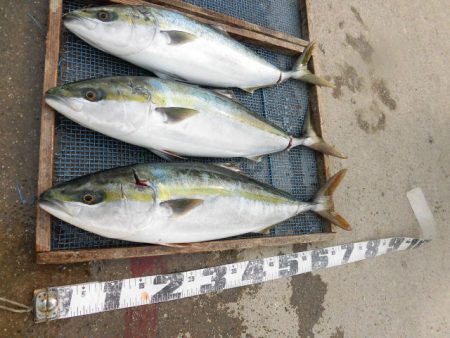 大進丸(愛知) 釣果