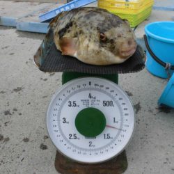 大進丸（愛知） 釣果