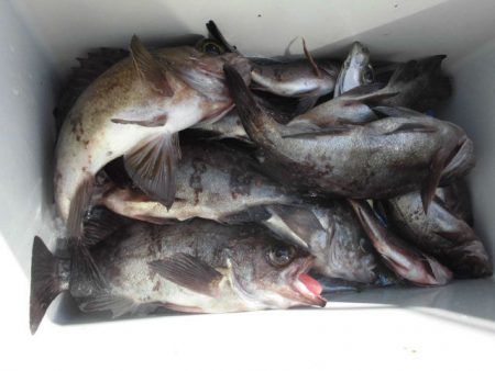 大進丸（愛知） 釣果