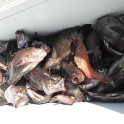 大進丸（愛知） 釣果