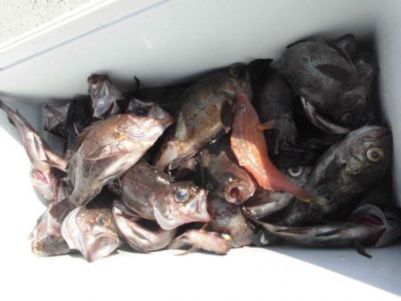 大進丸（愛知） 釣果