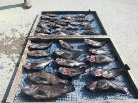 大進丸（愛知） 釣果