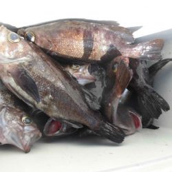 大進丸（愛知） 釣果