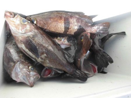 大進丸（愛知） 釣果