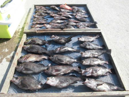 大進丸（愛知） 釣果