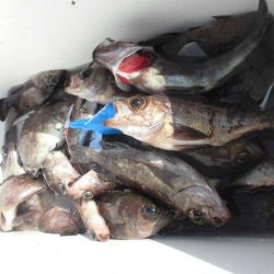 大進丸（愛知） 釣果