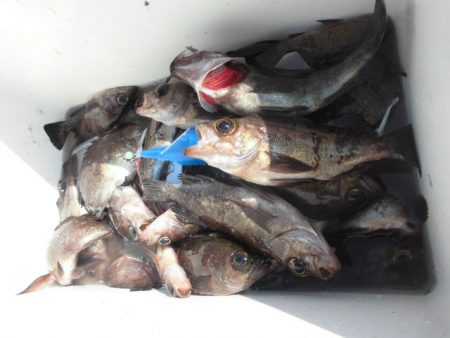 大進丸（愛知） 釣果