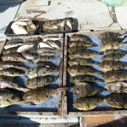 大進丸（愛知） 釣果