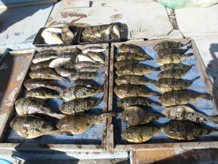 大進丸（愛知） 釣果