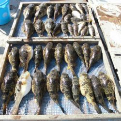 大進丸（愛知） 釣果