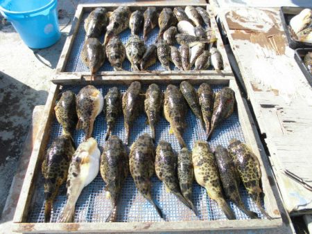 大進丸（愛知） 釣果