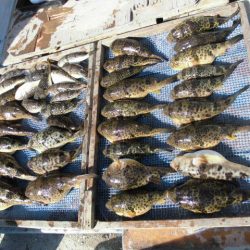 大進丸（愛知） 釣果