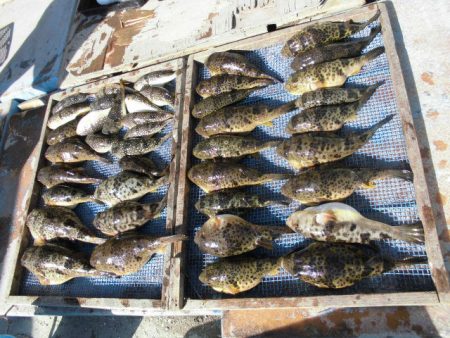 大進丸（愛知） 釣果