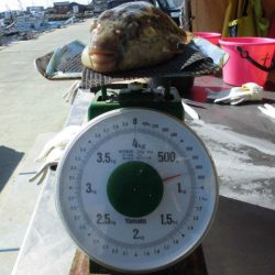 大進丸（愛知） 釣果