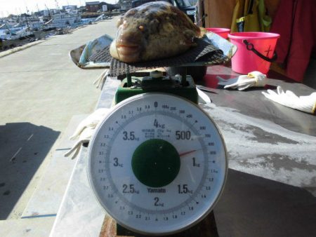 大進丸（愛知） 釣果