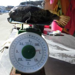 大進丸（愛知） 釣果