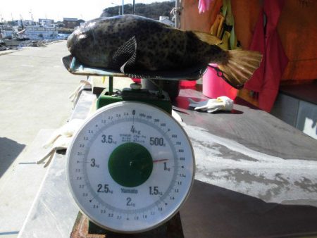 大進丸（愛知） 釣果