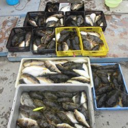 大進丸（愛知） 釣果