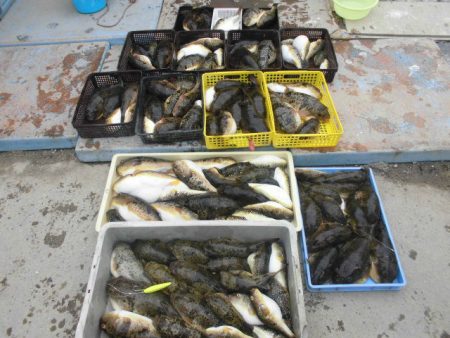 大進丸（愛知） 釣果