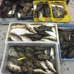 大進丸（愛知） 釣果