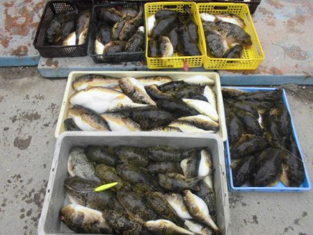 大進丸（愛知） 釣果