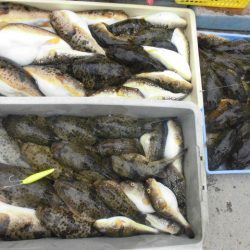 大進丸（愛知） 釣果