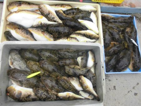 大進丸（愛知） 釣果